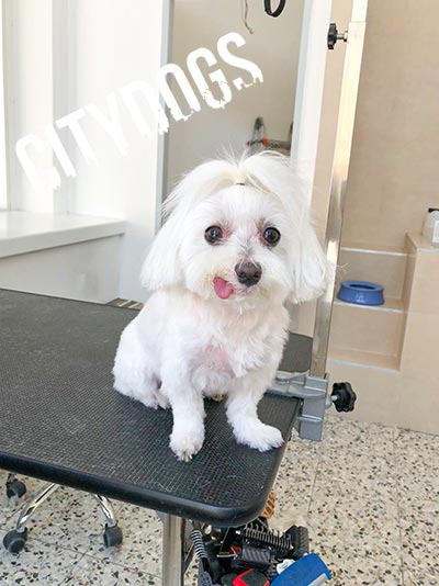 City-Dogs-Vienna-Galery-Dog-Groomer-3